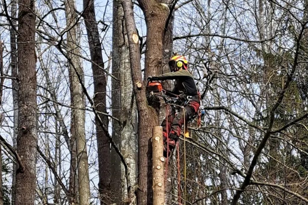Baumarbeiter_Simon_Hummig_Motorseage_im_Baum