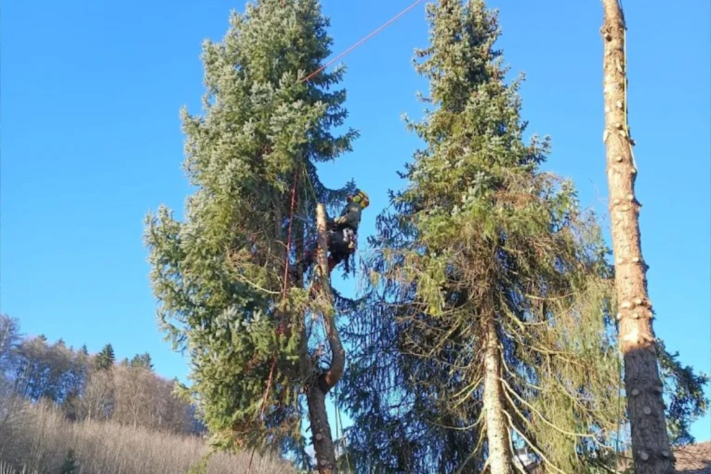 Baumarbeiter_Simon_Hummig_Thuja_Gipfel_abkranen